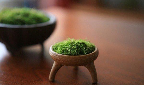 苔藓的养殖方法