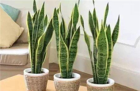 虎皮兰