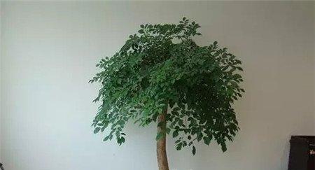 幸福树