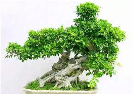 榕树