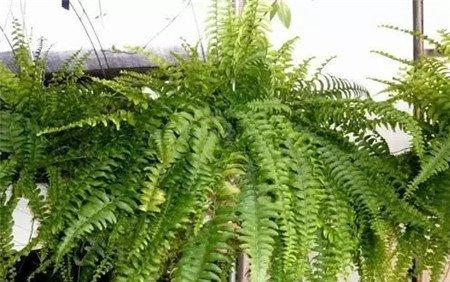 波斯顿蕨
