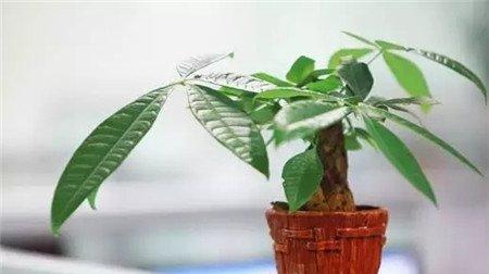 发财树