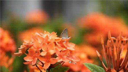 龙船花
