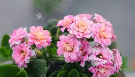 长寿花