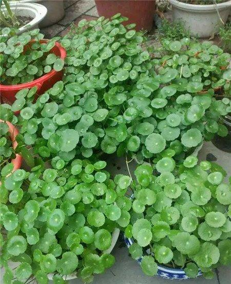 铜钱草