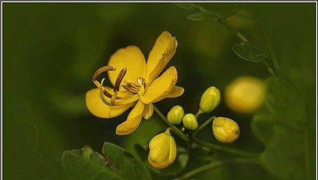 槐花 槐花