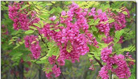 槐花 槐花