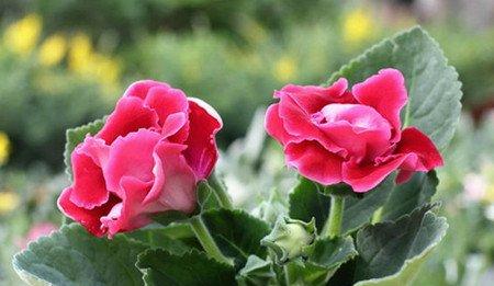 大岩桐同属花卉 大岩桐同属花卉