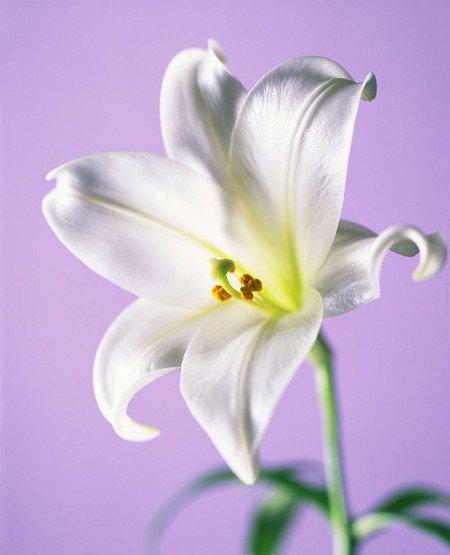 百合花 百合花