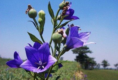 桔梗花开花的养护 桔梗花开花的养护