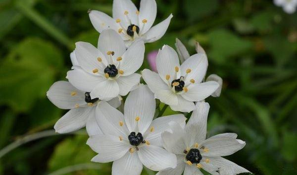 虎眼万年青开花吗