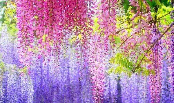 这辈子一定要种面花墙，这19种植物再合适不过了