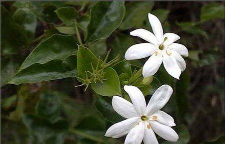 毛茉莉 毛茉莉