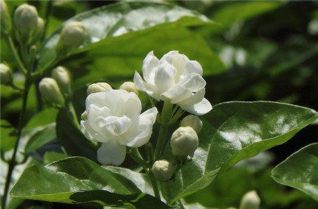 茉莉花 茉莉花