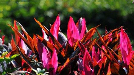 朱蕉的花期养护