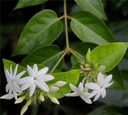 毛茉莉的养殖注意事项 毛茉莉的养殖注意事项