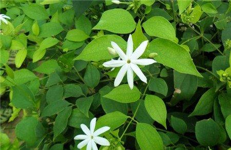 毛茉莉的养殖方法 毛茉莉的养殖方法