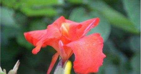 美人蕉的花期
