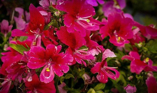 蛾蝶花常见问题及解决办法