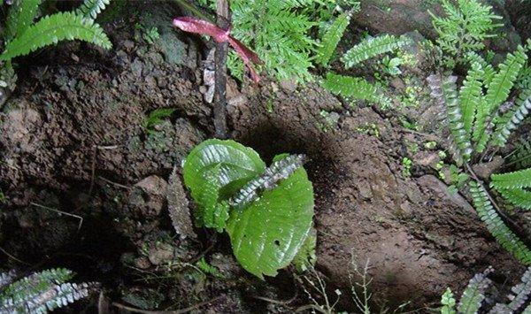 虎颜花常见病害及防治方法