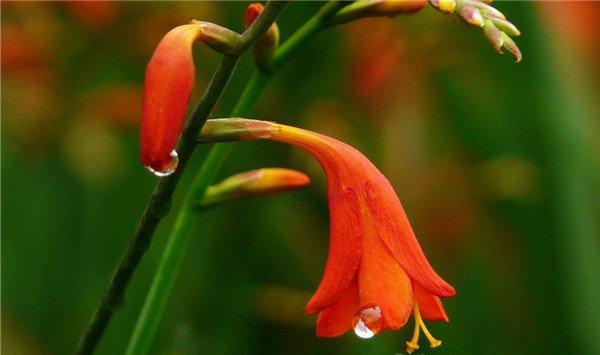 火星花