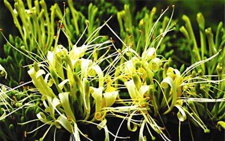 山银花 山银花