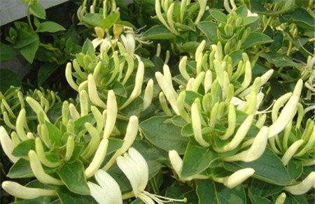 大毛花 大毛花