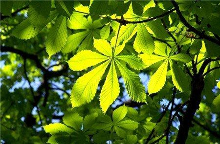 七叶树养殖注意事项