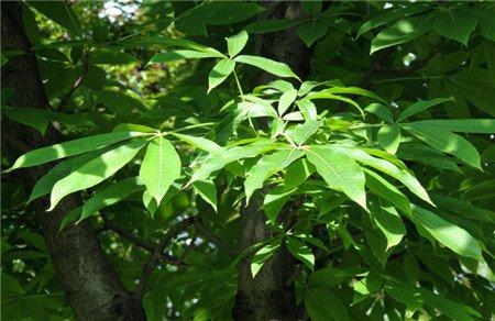 七叶树养殖方法