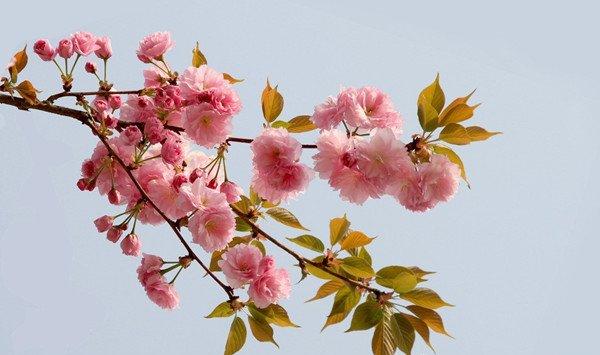 樱花怎么养