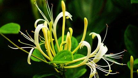 花蕾的不同 花蕾的不同