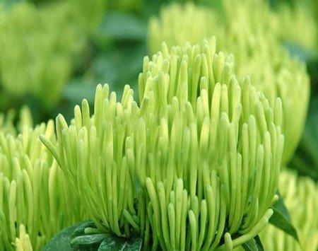山银花 山银花