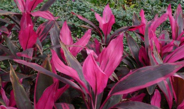 朱蕉的常见品种大全