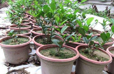 盆栽柠檬春季修剪以及换盆换土 盆栽柠檬春季修剪以及换盆换土