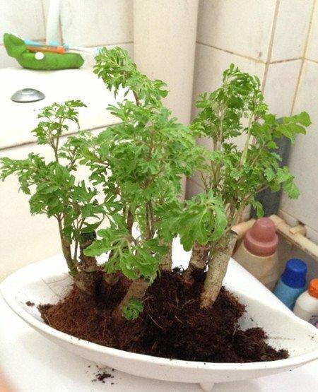 福禄桐