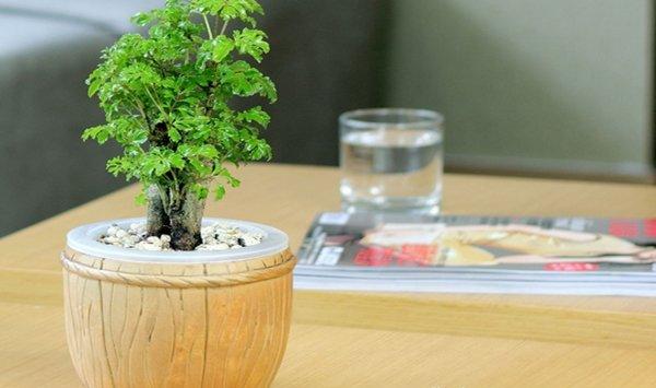 福禄桐有什么作用