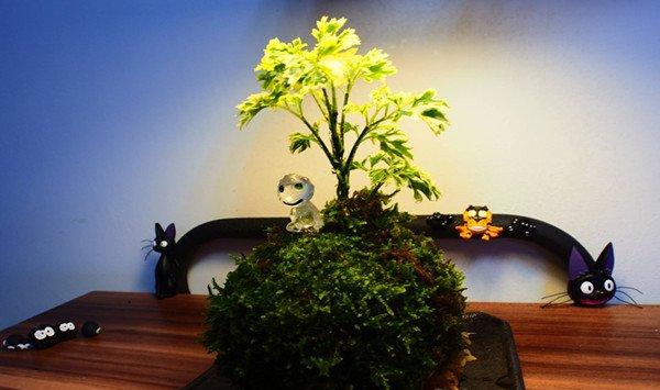 福禄桐的常见品种
