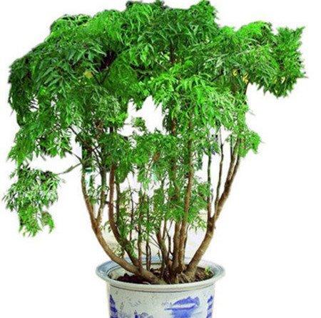 细叶福禄桐