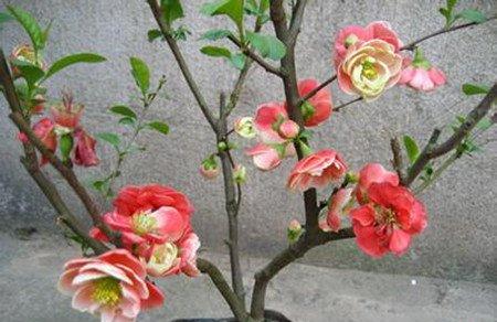 西府海棠什么时候开花 西府海棠什么时候开花