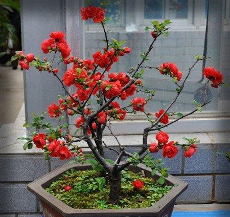西府海棠的开花养殖管理 西府海棠的开花养殖管理