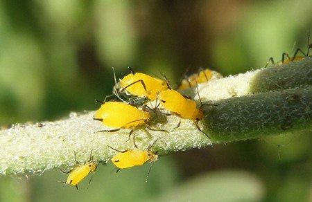 狗牙花的养殖管理