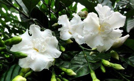 狗牙花的养殖管理