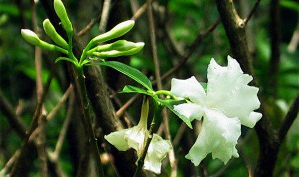 狗牙花什么时候开花