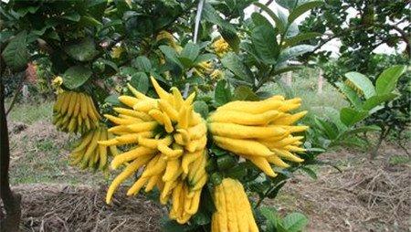 大种佛手果 大种佛手果