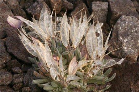 光照温度与注意事项 光照温度与注意事项