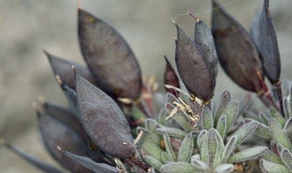 蝉翼荠的养殖方法和注意事项 蝉翼荠的养殖方法和注意事项