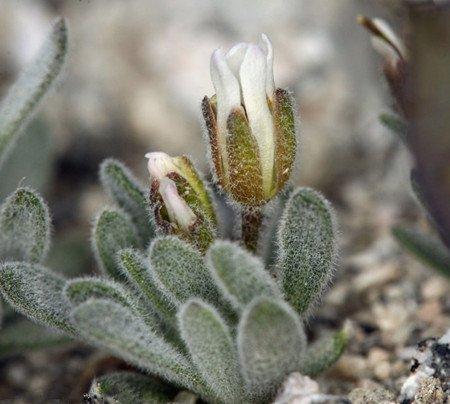 施肥管理与注意事项 施肥管理与注意事项