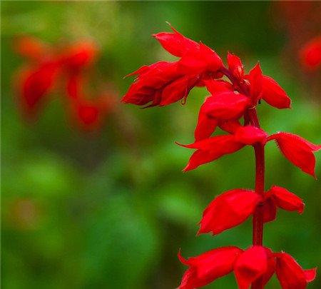 一串红的花语 一串红的花语