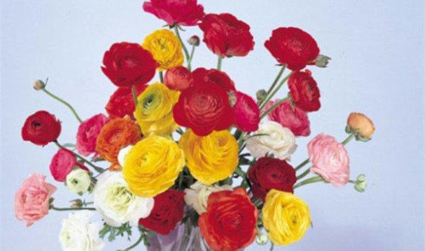 花毛莨什么时候开花