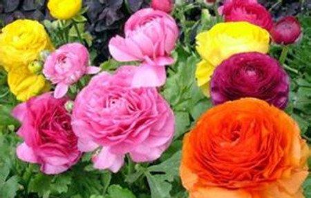花毛莨开花养护